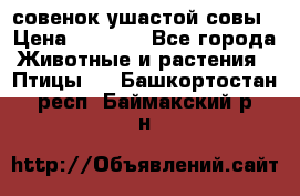 совенок ушастой совы › Цена ­ 5 000 - Все города Животные и растения » Птицы   . Башкортостан респ.,Баймакский р-н